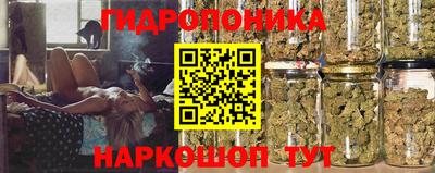 стафф Кингисепп